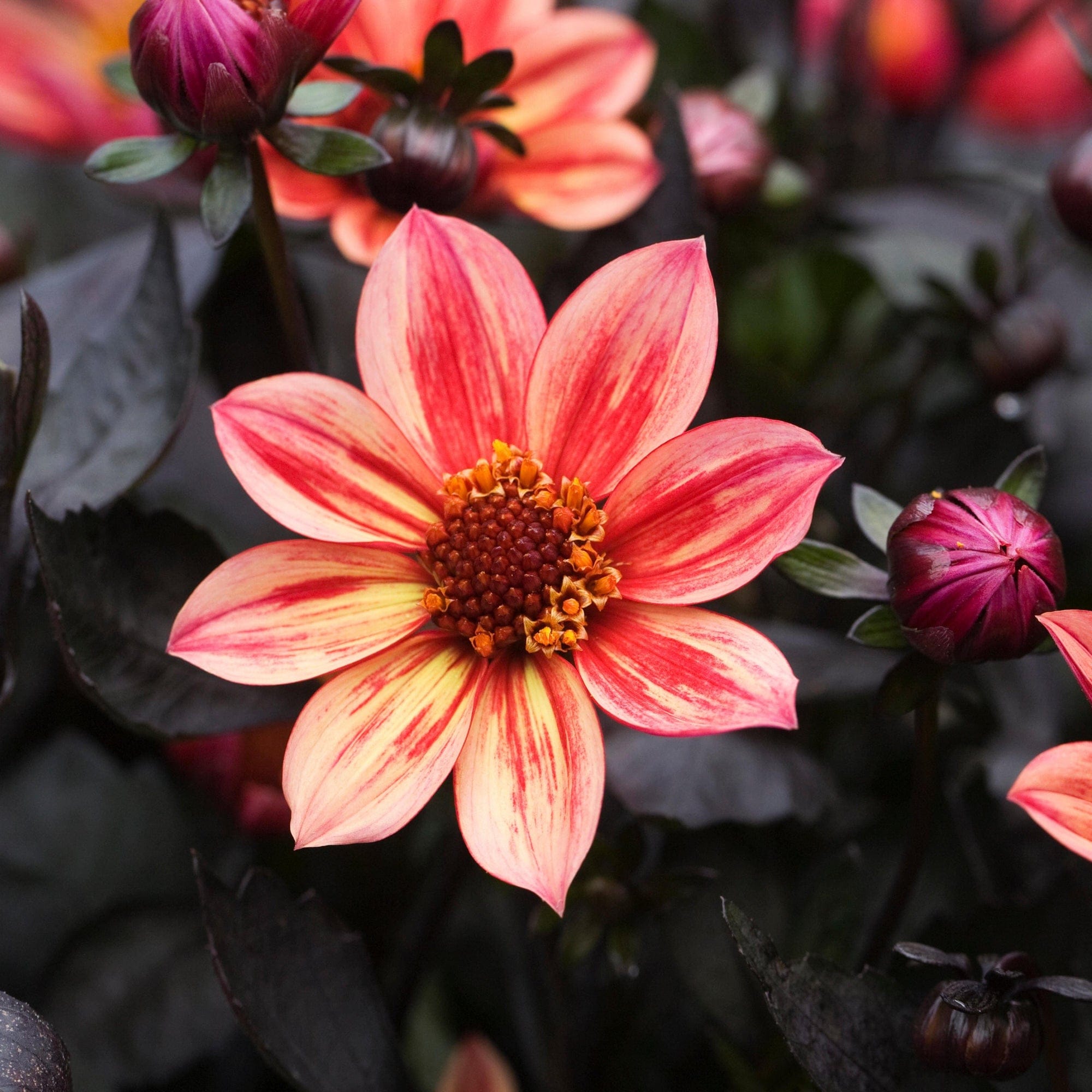 Dahlia 'Dragon Ball'